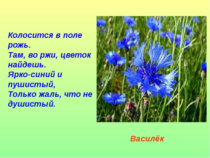 Загадки о поле. Растения Луга Василек синий полевой. Загадки про полевые цветы. Загадки о полевых цветах. Загадки луговых цветов.