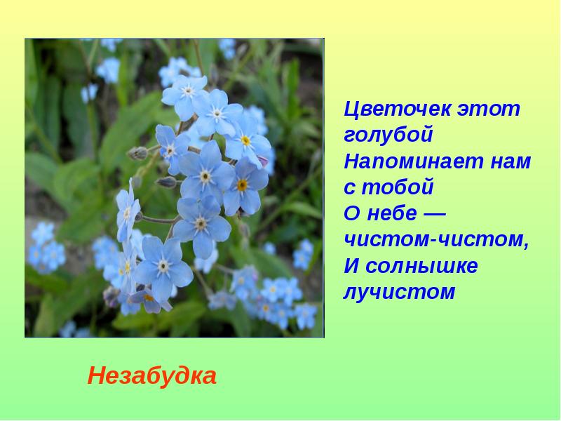 Незабудка рассказ. Загадки про полевые цветы. Цветочек этот голубой напоминает. Загадки о полевых цветах. Загадки про полевые растения.