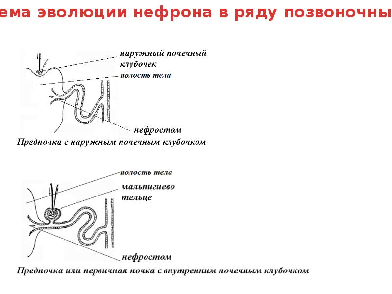 Эволюция выделительной системы у животных презентация