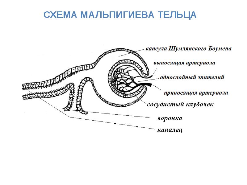 Эволюция выделительной системы у животных презентация