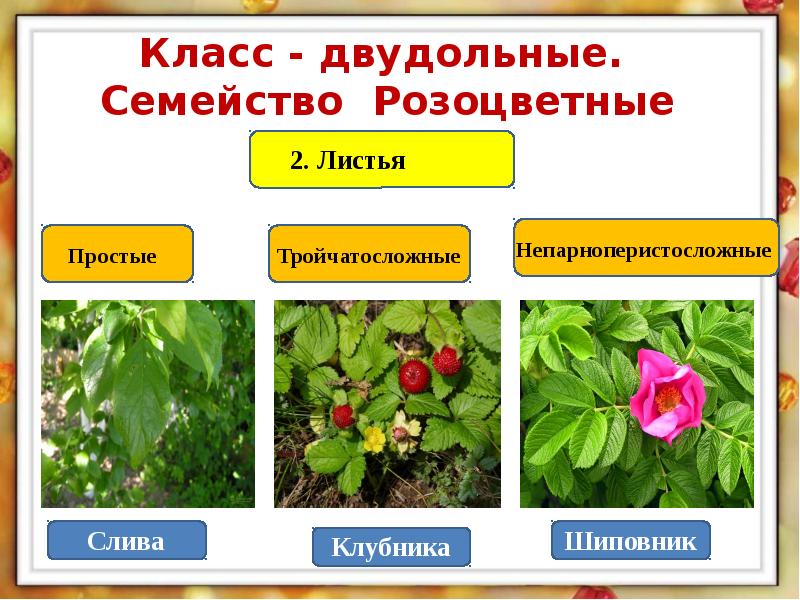 Формула цветка растений семейства розоцветные ответ. Двудольные растения Розоцветные. Двудольные Розоцветные шиповник. Двудольные семейство Розоцветные. Плодово ягодные растения семейства Розоцветные.