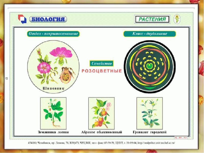 Класс двудольные семейство розоцветные 6 класс презентация