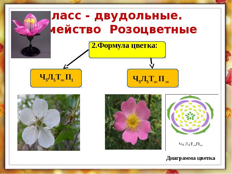 Диаграмма цветка семейства розоцветных