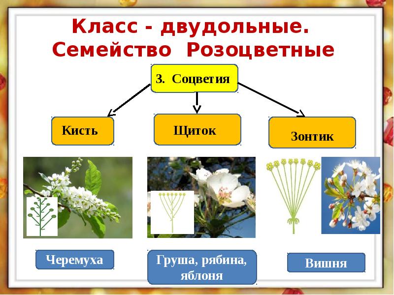 Презентация 6 класс биология семейства класса двудольные