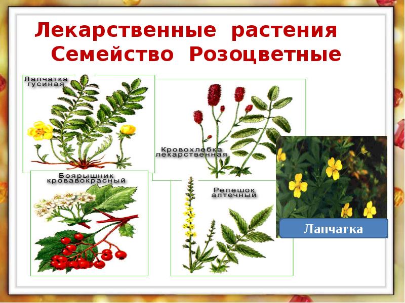 Овощные растения семейства розоцветных