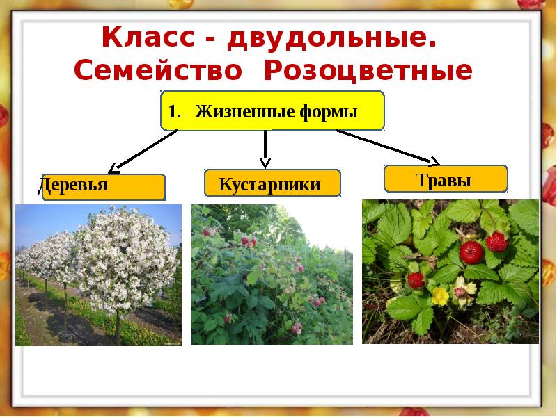 План характеристики семейства розоцветных