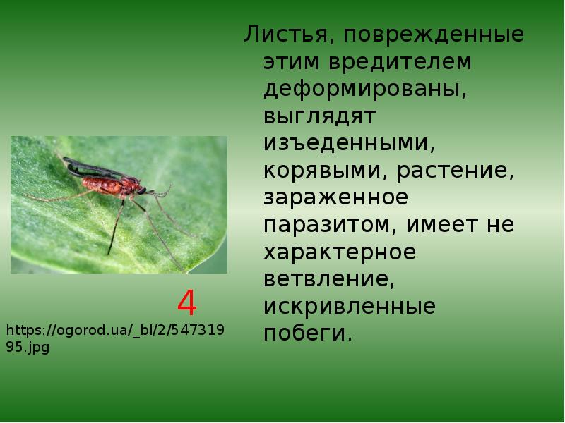 Защищает лист от повреждений. Защищает лист от повреждений