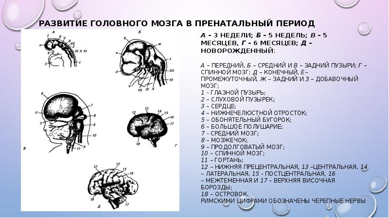 Развитие черепа в онтогенезе