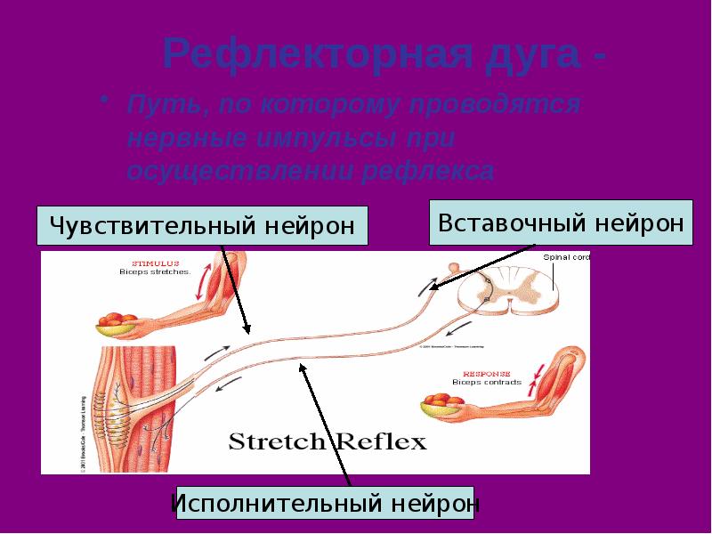 Чувствительные вставочные нейроны. Рефлекторная дуга путь рефлекса. Исполнительный Нейрон в рефлекторной дуге. Рефлекторная дуга вставочный Нейрон чувствительный Нейрон. Путь нейрона по рефлекторной дуге.