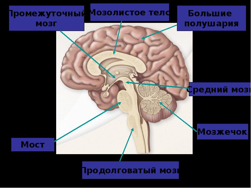 Рассечение мозолистого тела