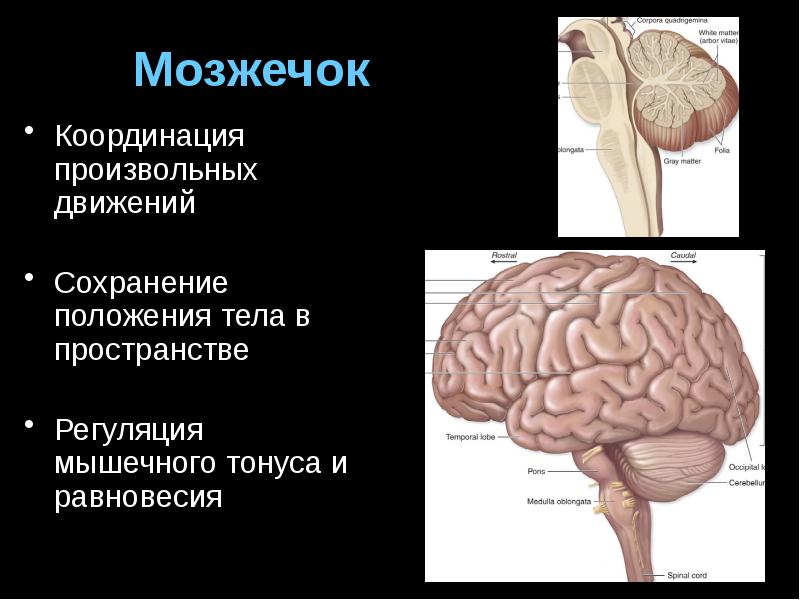 Сохранение положения тела. Мозжечок регуляция движений. Мышечная координация. Регуляция мышечного тонуса и произвольных движений. Асимметрия мозжечка.