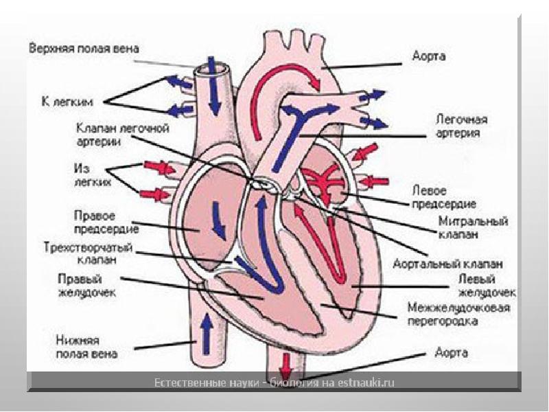 Рисунок клапанный аппарат сердца