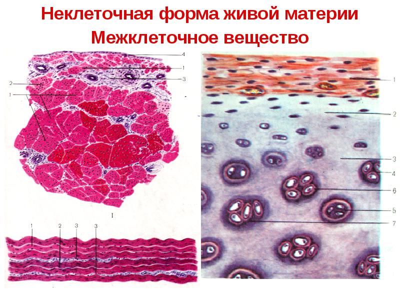 Виды неклеточных структур. Симпласт гистология. Неклеточные структуры клетки симпласты синцитиотрофобласт. Симпласт и синцитий. Неклеточные структуры тканей.