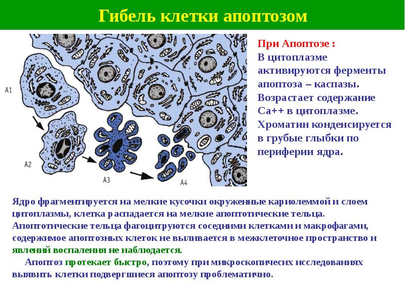 Цитология презентация 9 класс