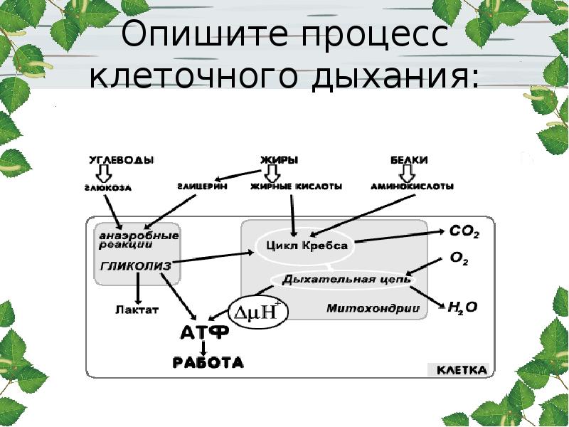 Рассмотрите рисунок на котором представлена схема клеточного дыхания