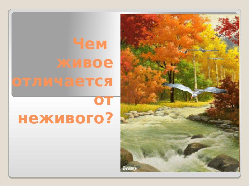 Живое отличается от неживого. Чем живое отличается от неживого 6 класс биология презентация. Что может быть живое. Зар.вопр.чем живое отл от.неживого.