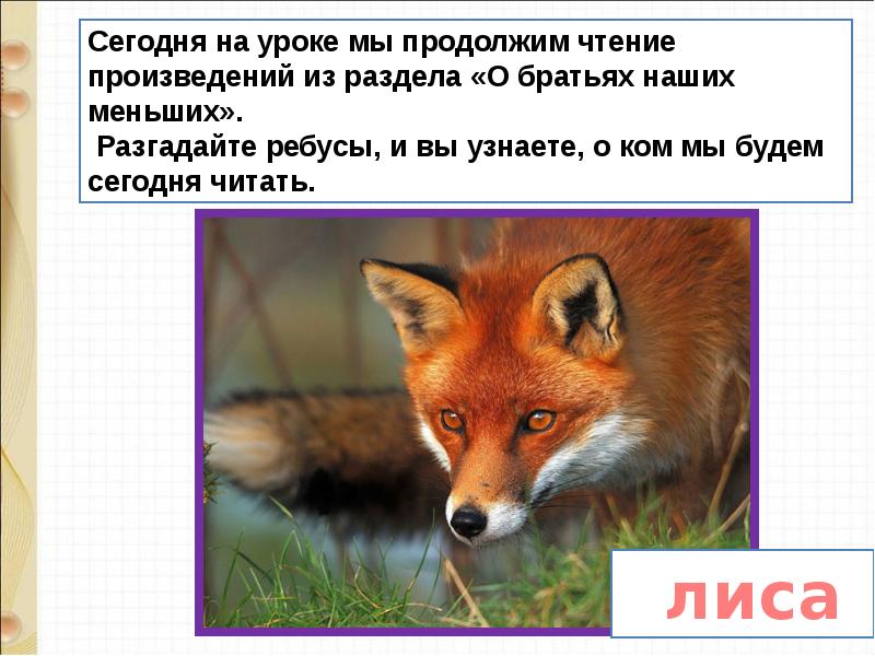 Д хармс храбрый еж н сладков лисица и еж с аксаков гнездо презентация 1 класс