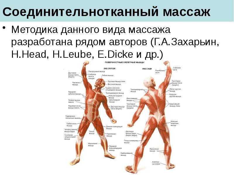 Соединительнотканный массаж
Методика данного вида массажа разработана рядом авторов (Г.А.Захарьин, H.Head, Соединительнотканный массаж
Методика данного вида массажа разработана рядом авторов (Г.А.Захарьин, H.Head,