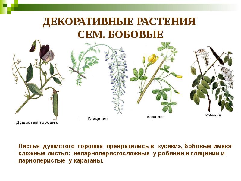 ДЕКОРАТИВНЫЕ РАСТЕНИЯ  СЕМ. БОБОВЫЕ