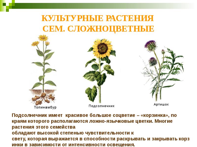 КУЛЬТУРНЫЕ РАСТЕНИЯ  СЕМ. СЛОЖНОЦВЕТНЫЕ