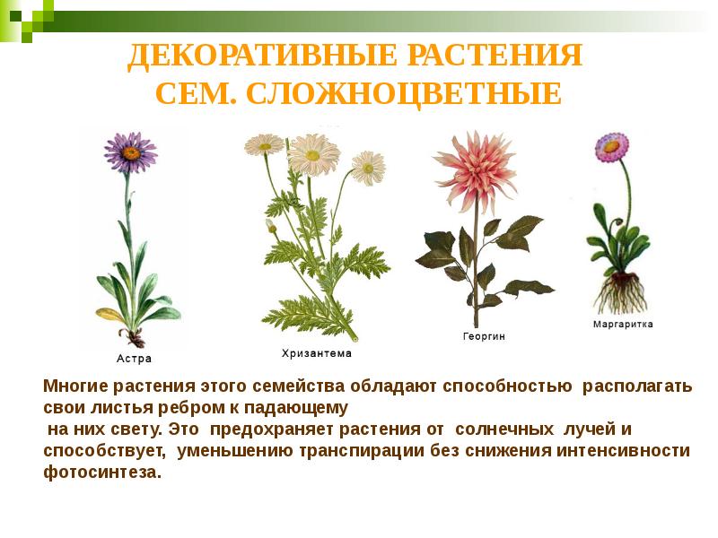 Семейства цветковых растений презентация