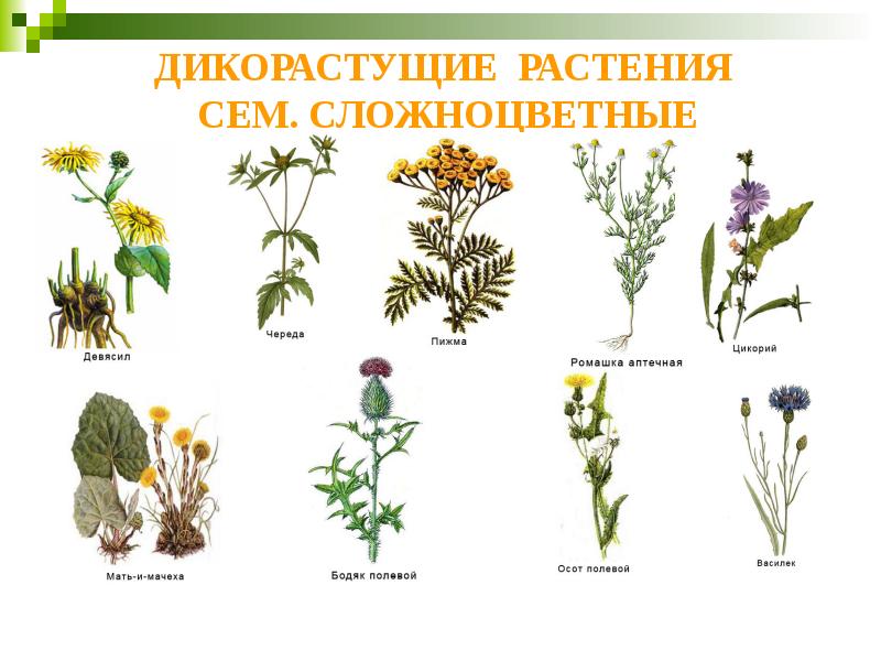 ДИКОРАСТУЩИЕ РАСТЕНИЯ  СЕМ. СЛОЖНОЦВЕТНЫЕ