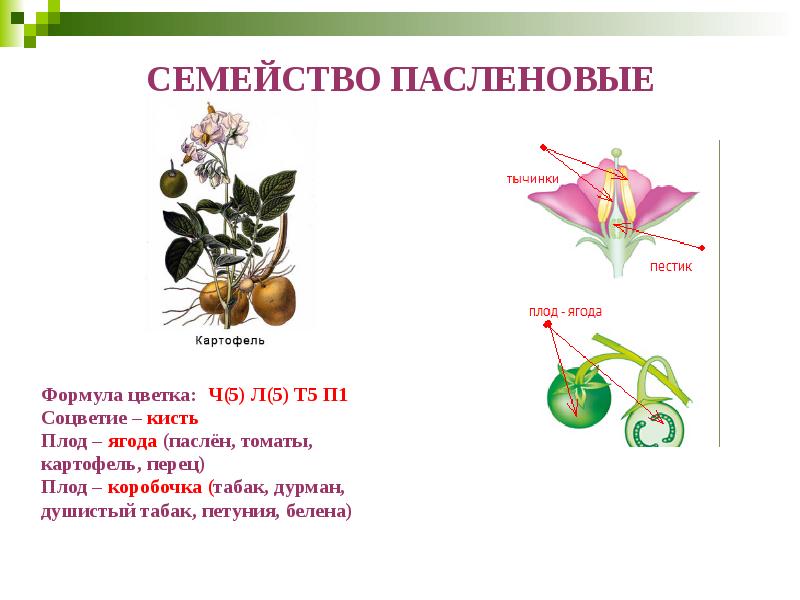 СЕМЕЙСТВО ПАСЛЕНОВЫЕ       Формула цветка: Ч(5)