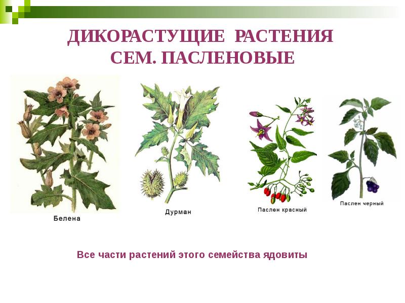 ДИКОРАСТУЩИЕ РАСТЕНИЯ  СЕМ. ПАСЛЕНОВЫЕ