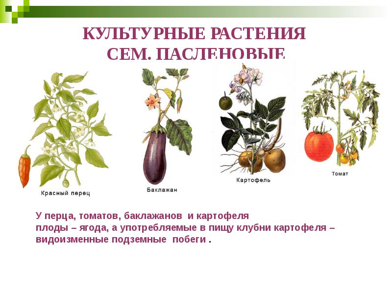 КУЛЬТУРНЫЕ РАСТЕНИЯ  СЕМ. ПАСЛЕНОВЫЕ