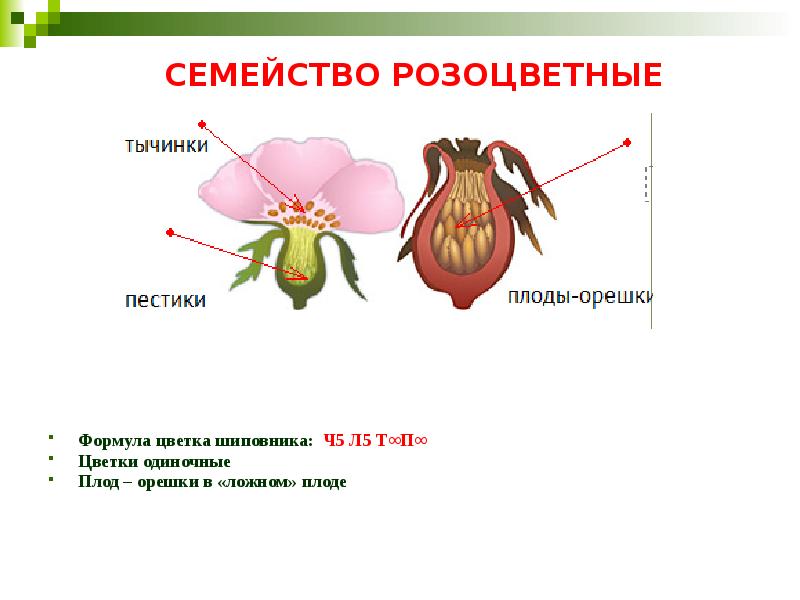 Презентация по биологии 6 класс розоцветные