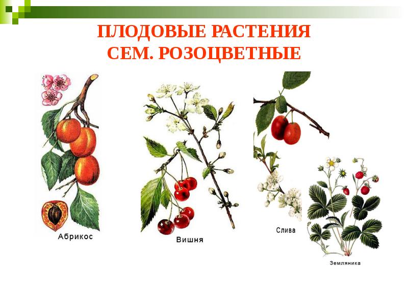 ПЛОДОВЫЕ РАСТЕНИЯ СЕМ. РОЗОЦВЕТНЫЕ