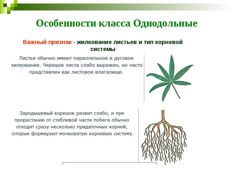 Особенности класса Однодольные