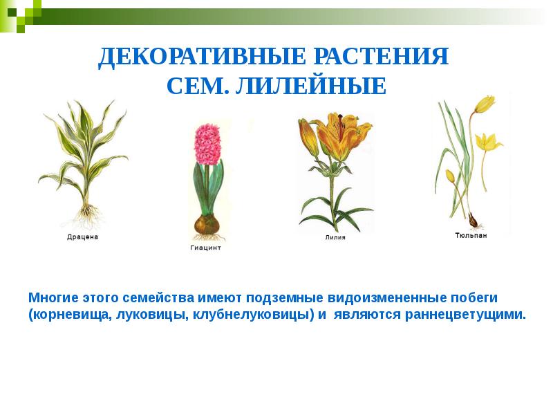 ДЕКОРАТИВНЫЕ РАСТЕНИЯ  СЕМ. ЛИЛЕЙНЫЕ
