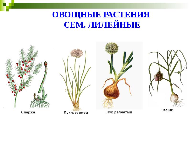 ОВОЩНЫЕ РАСТЕНИЯ  СЕМ. ЛИЛЕЙНЫЕ