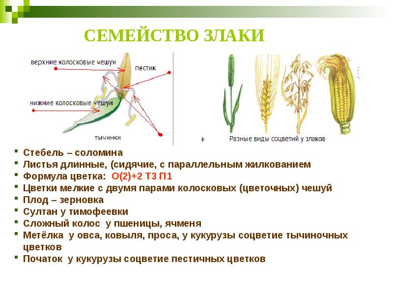 СЕМЕЙСТВО ЗЛАКИ