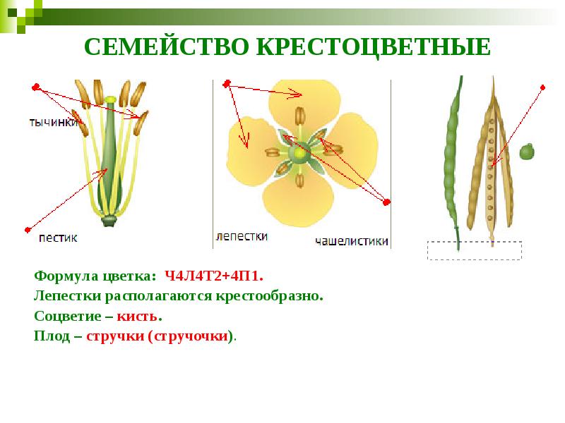 СЕМЕЙСТВО КРЕСТОЦВЕТНЫЕ Формула цветка: Ч4Л4Т2+4П1. Лепестки располагаются крестообразно. Соцветие&nbsp;– кисть. Плод&nbsp;–
