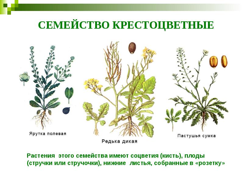 СЕМЕЙСТВО КРЕСТОЦВЕТНЫЕ