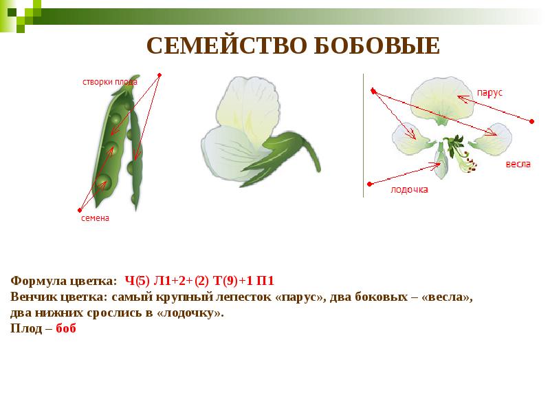 СЕМЕЙСТВО БОБОВЫЕ Формула цветка: Ч(5) Л1+2+(2) Т(9)+1 П1 Венчик цветка: самый