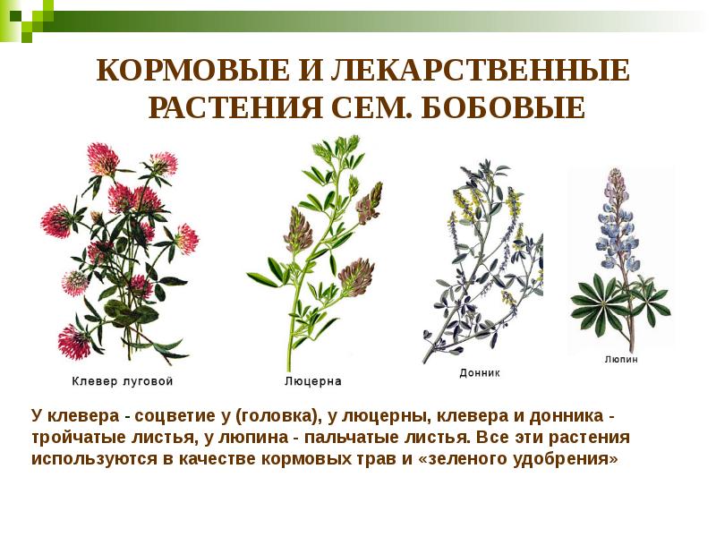 КОРМОВЫЕ И ЛЕКАРСТВЕННЫЕ  РАСТЕНИЯ СЕМ. БОБОВЫЕ