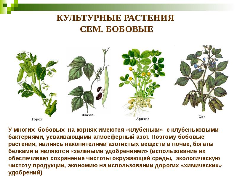 КУЛЬТУРНЫЕ РАСТЕНИЯ  СЕМ. БОБОВЫЕ