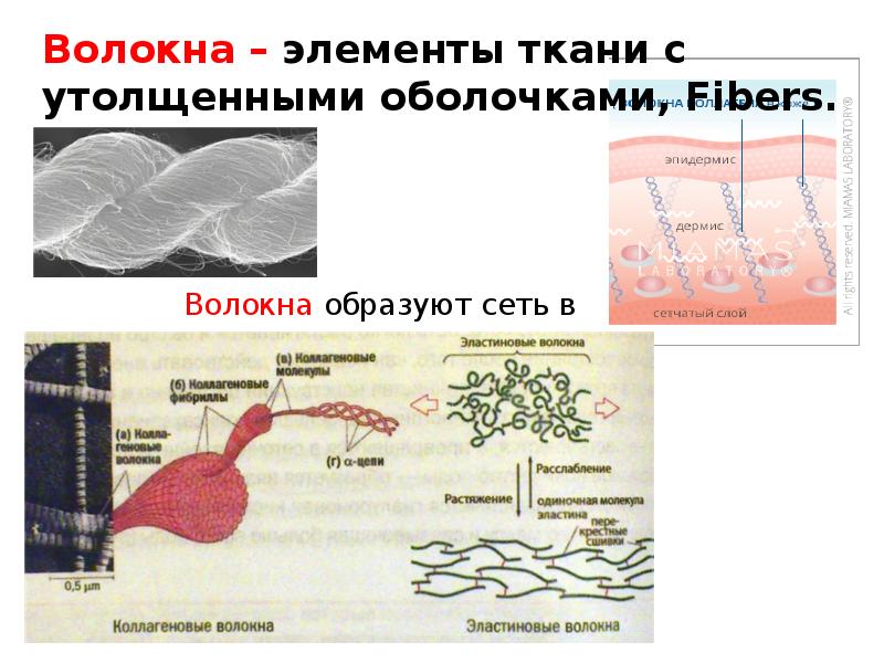 Элемент ткани. Элементам тканей. Тканевые элементы. Компоненты волокнистой ткани. Ткань с утолщенными оболочками.