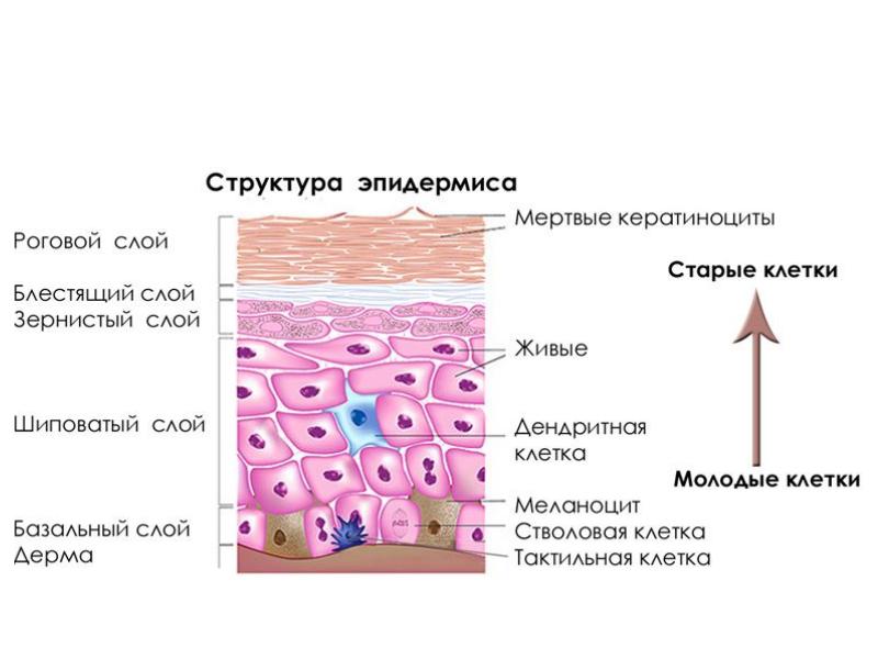 Кожа презентация 9 класс биология