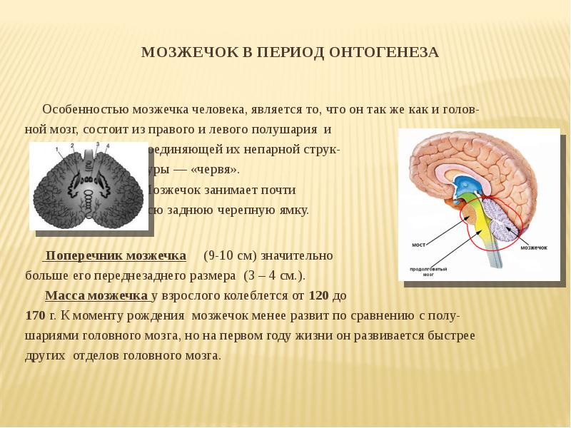 Мозжечок на рисунке