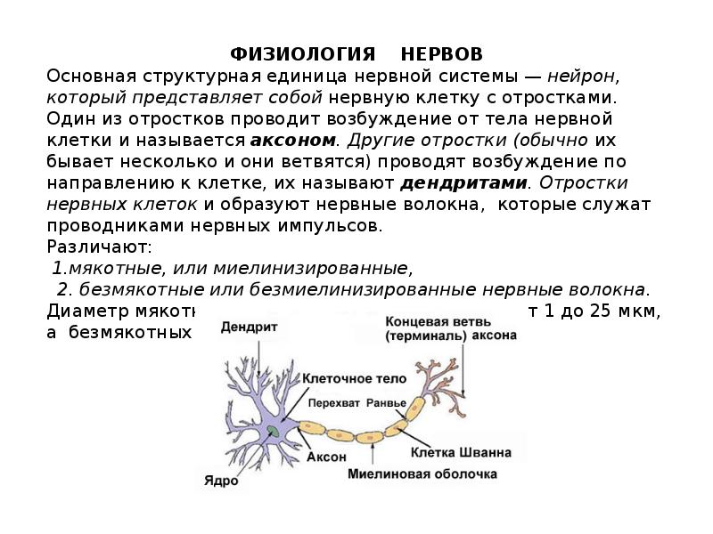 Физиология возбудимых тканей презентация