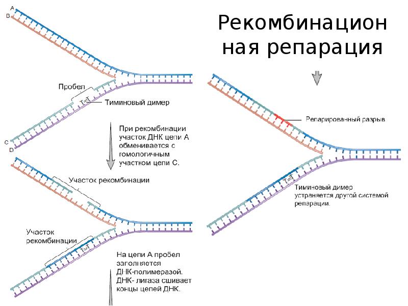 Репарации евреям. Темновая репарация ДНК. Рекомбинационная репарация. Репарация в международном праве. Репарация и регенерация отличия.