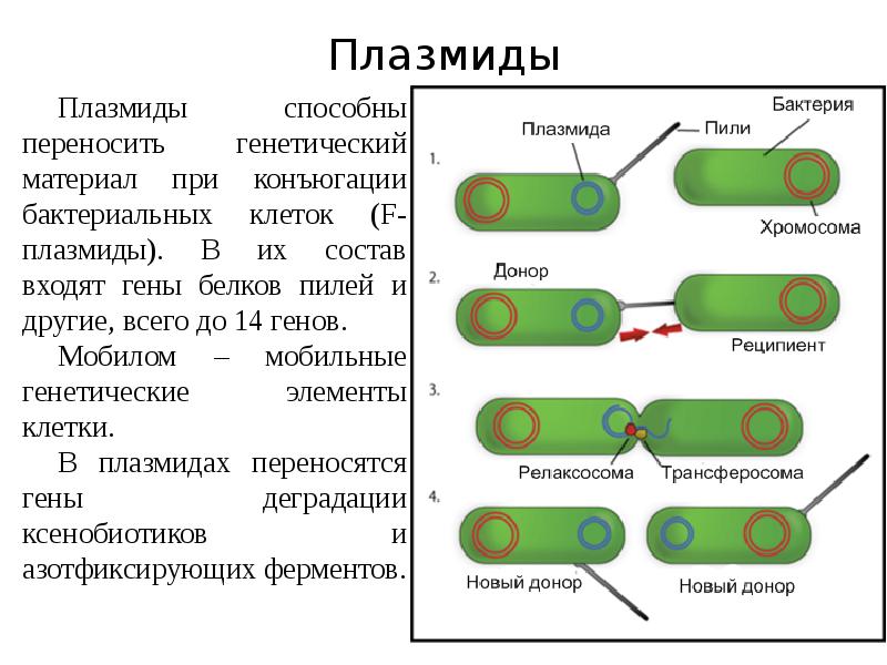 Примеры плазмид. Hem плазмиды. 4. Плазмиды. Плазмиды бактерий. Плазмиды способны.