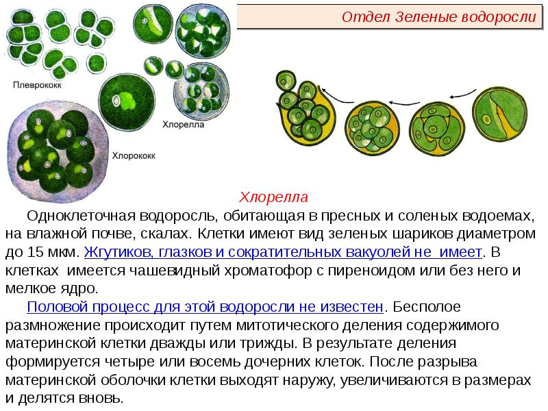 Презентация пименов вирусы