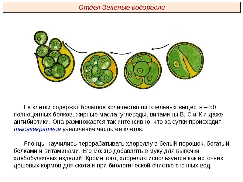 Что общего в строении изображенных на рисунке зеленых водорослей