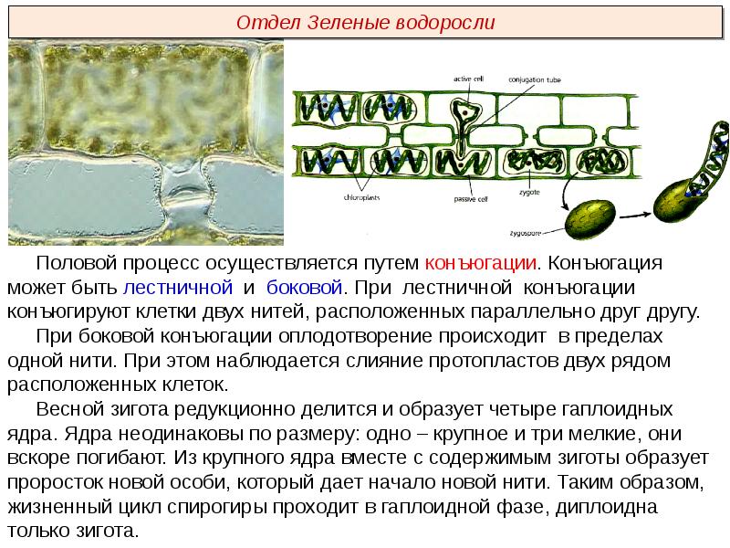 Презентации пименов биология