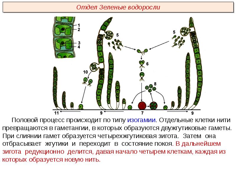 Каким номером на рисунке обозначен процесс бесполого размножения улотрикса